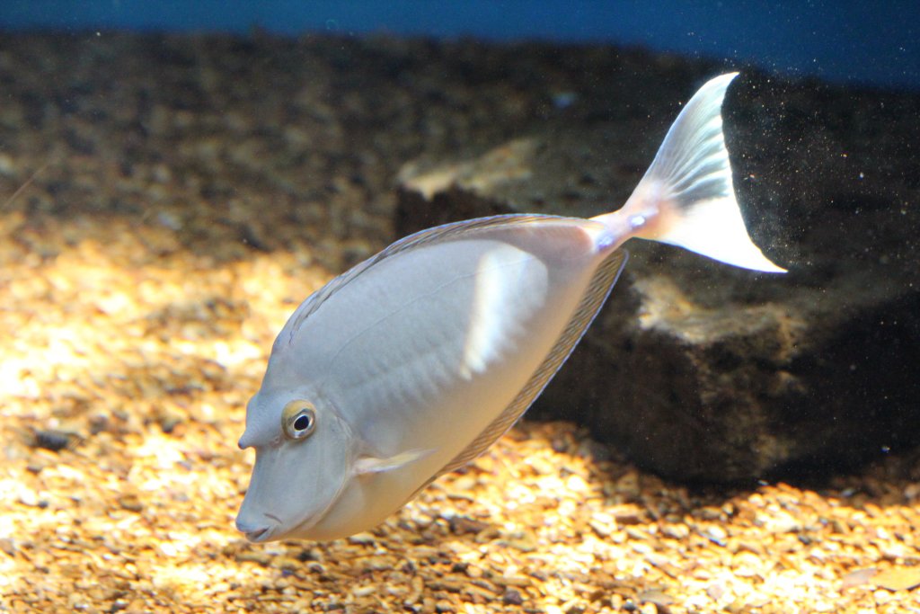 Bluespine Unicornfish