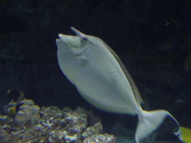 Bluespine Unicornfish