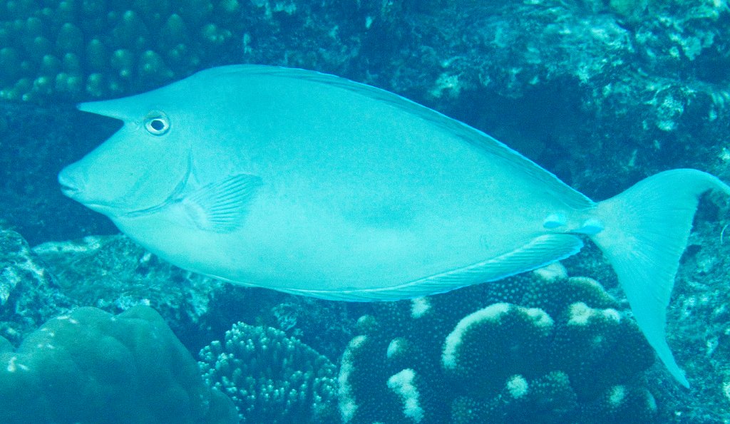 Bluespine Unicornfish