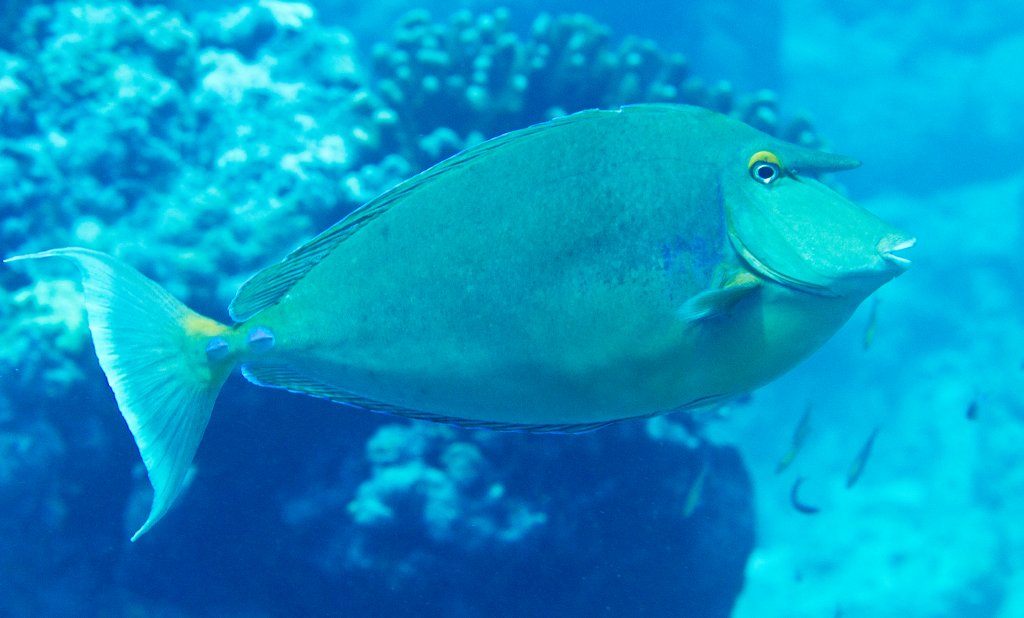 Bluespine Unicornfish