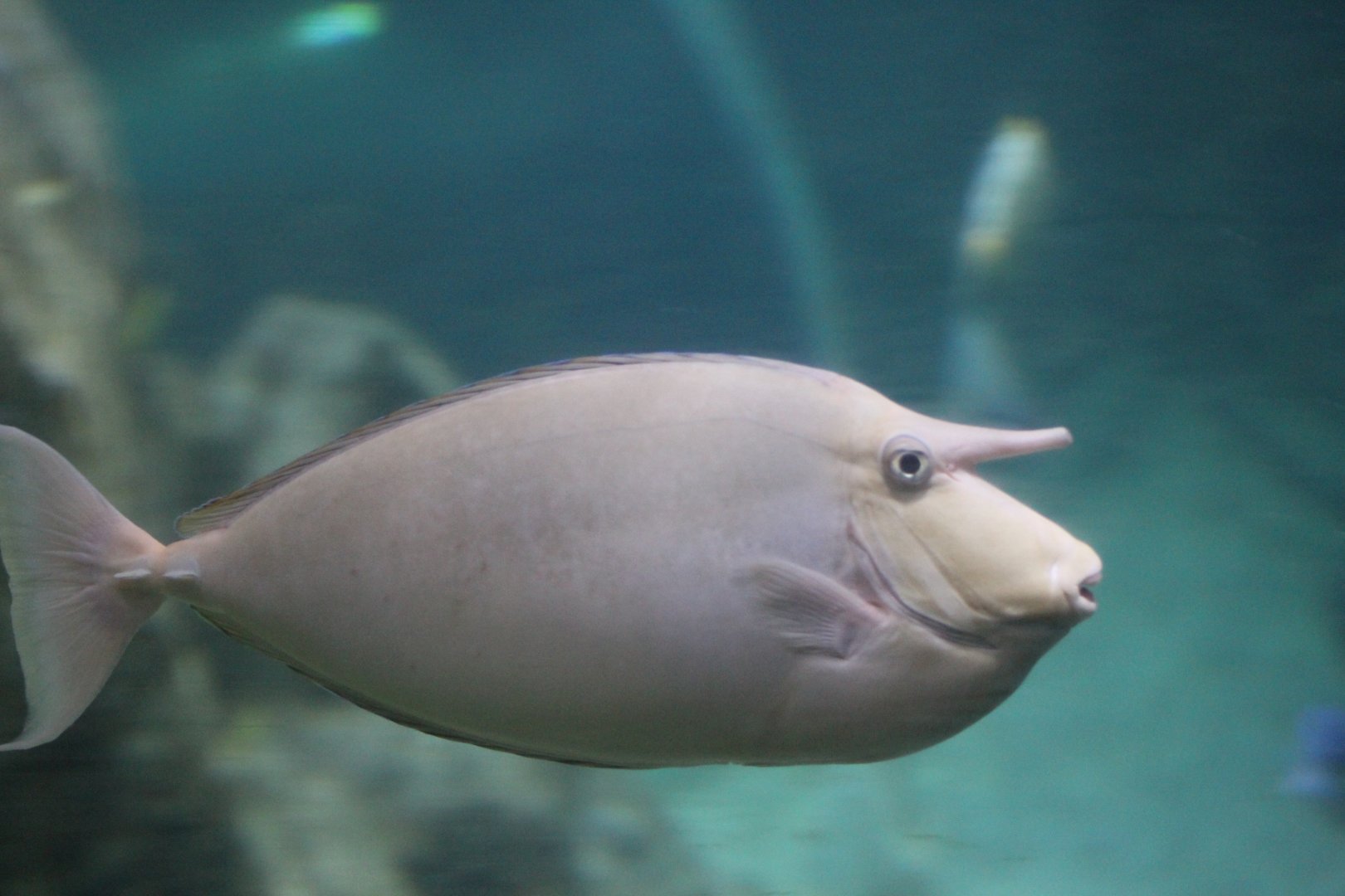 Bluespine Unicornfish