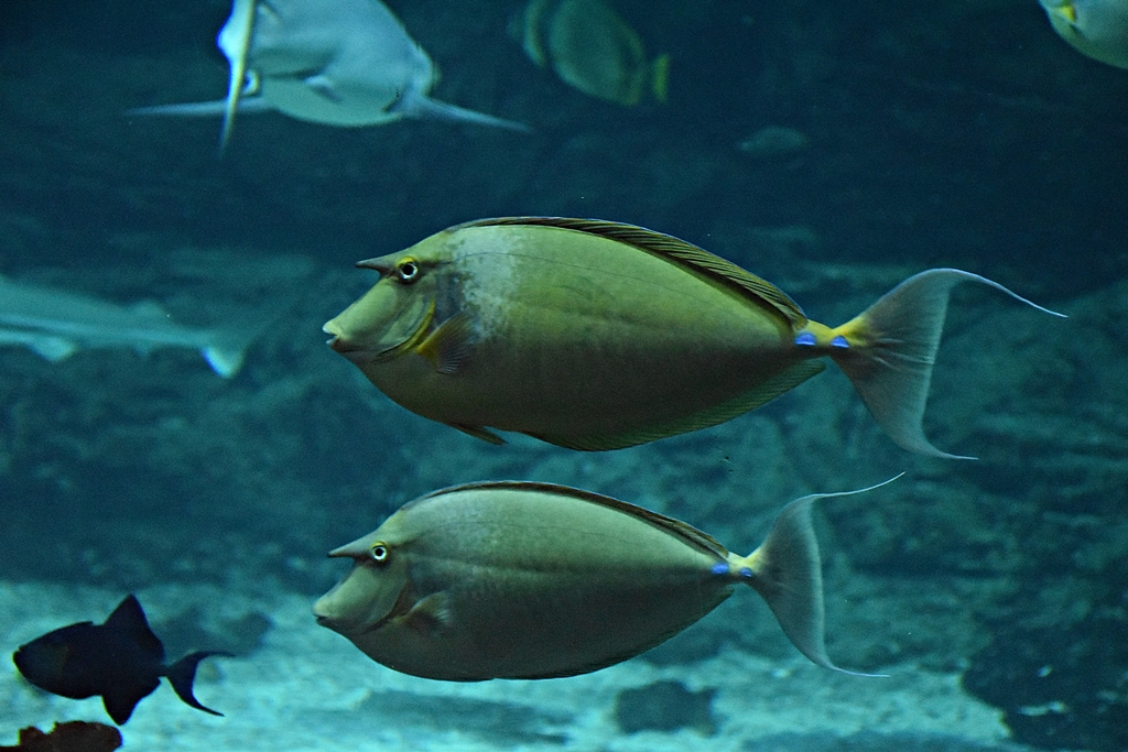 Bluespine unicornfish