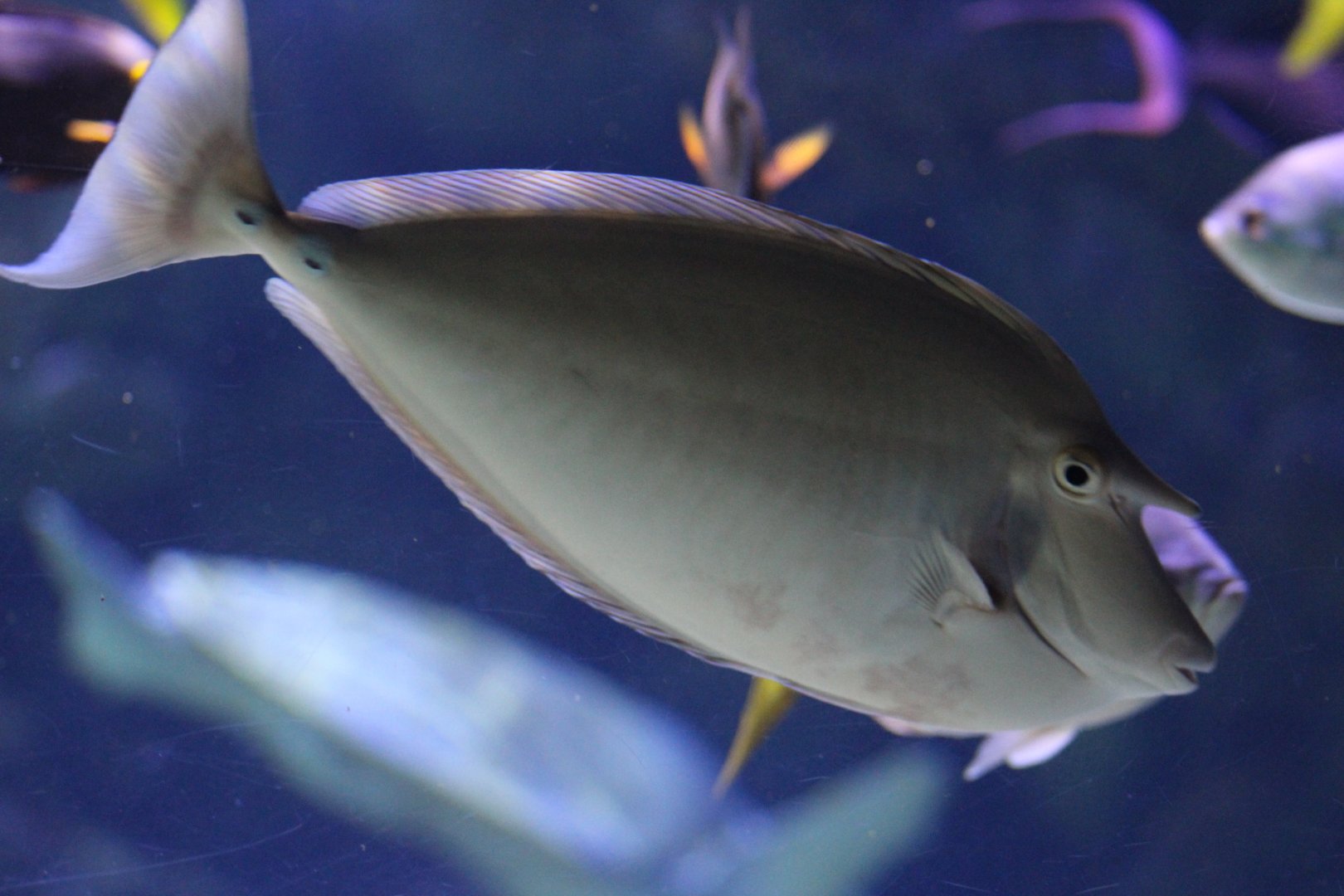 Bluespine Unicornfish