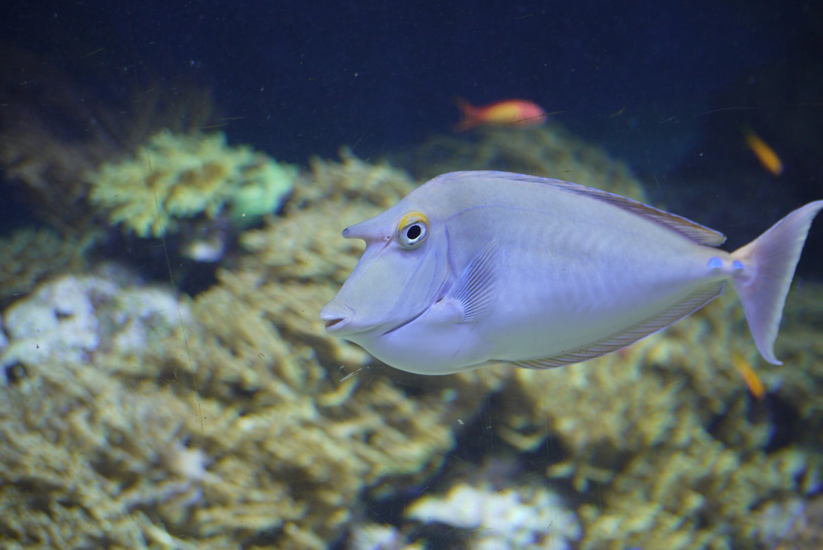 Bluespine Unicornfish
