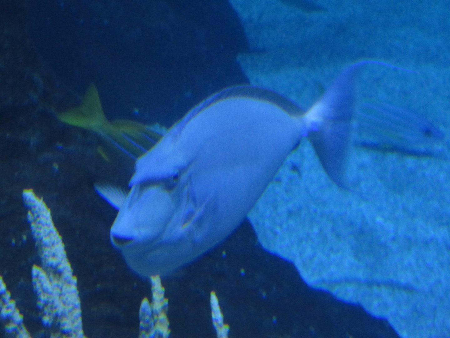 Bluespine Unicornfish
