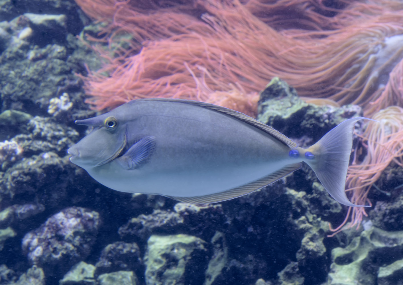 Bluespine unicornfish