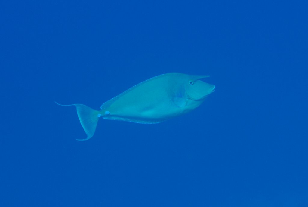 Bluespined Unicornfish (Naso unicornis)