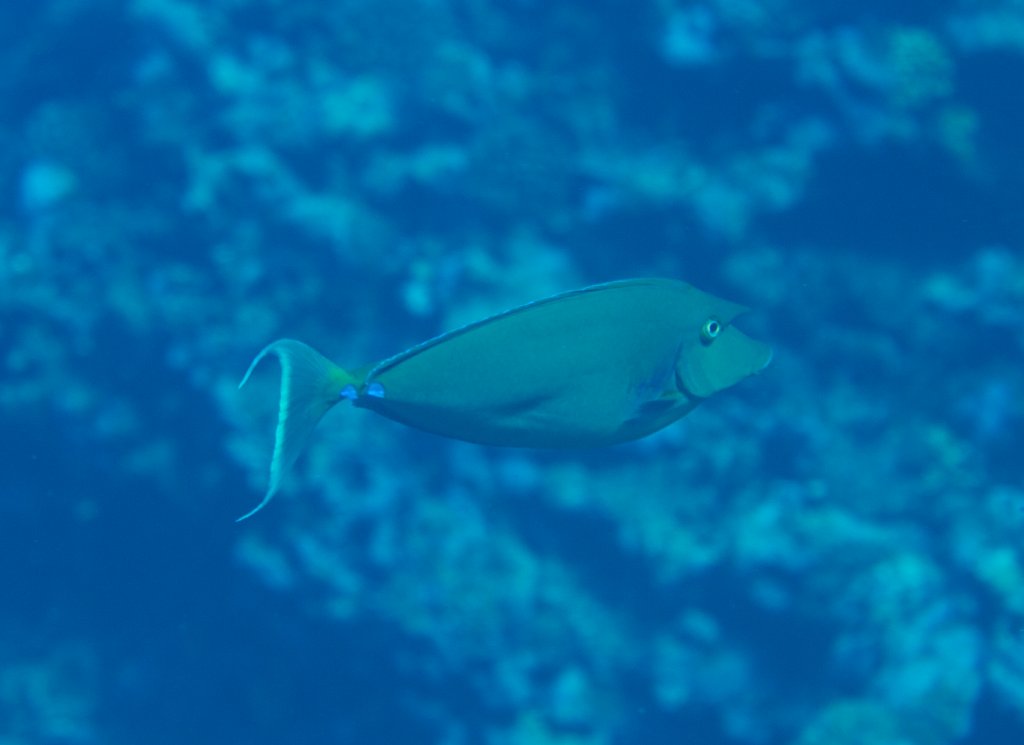Bluespined Unicornfish (Naso unicornis)