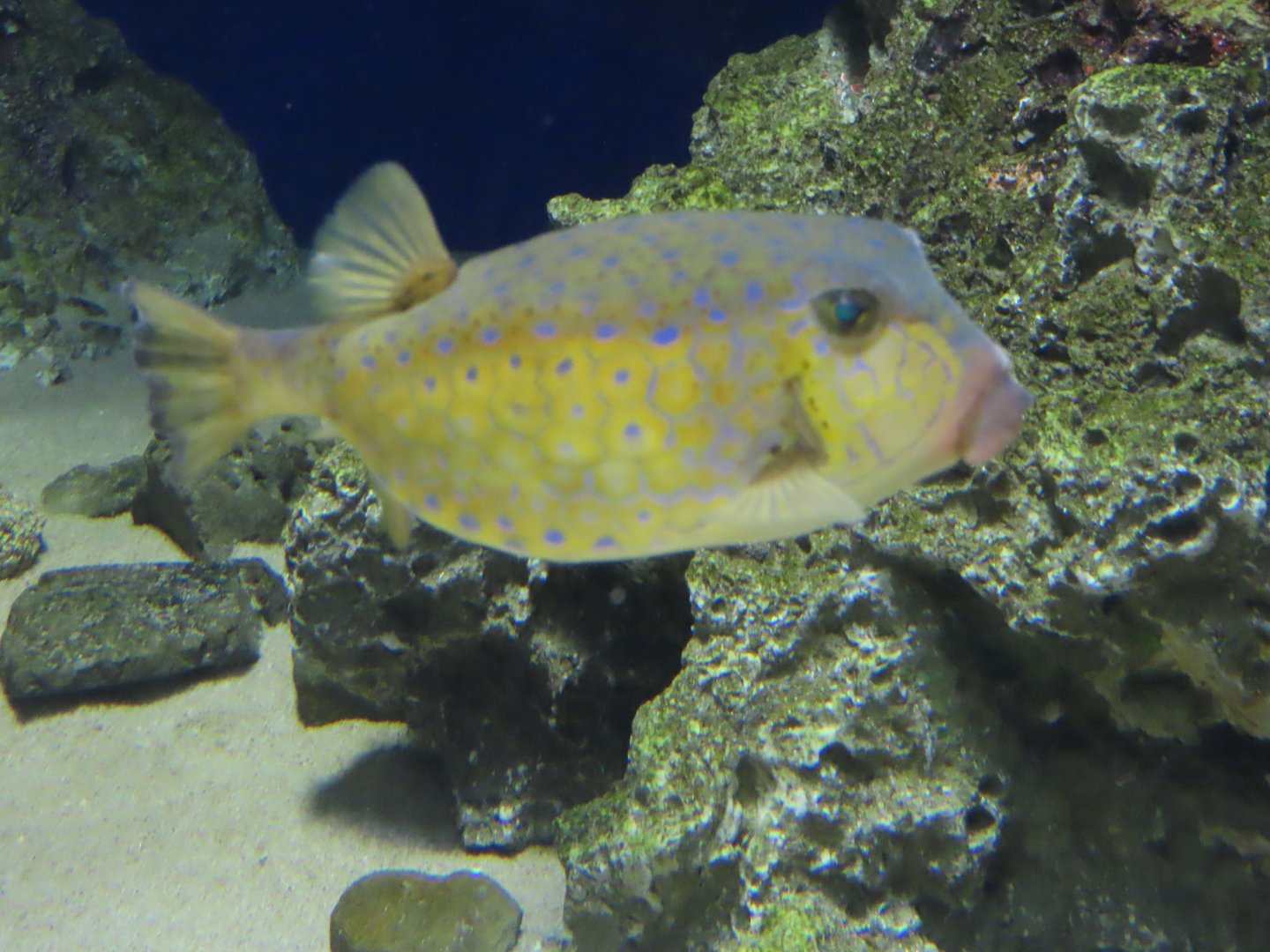 Bluespotted boxfish (Ostracion immaculatus)