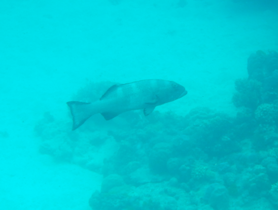 Bluespotted Coral Trout