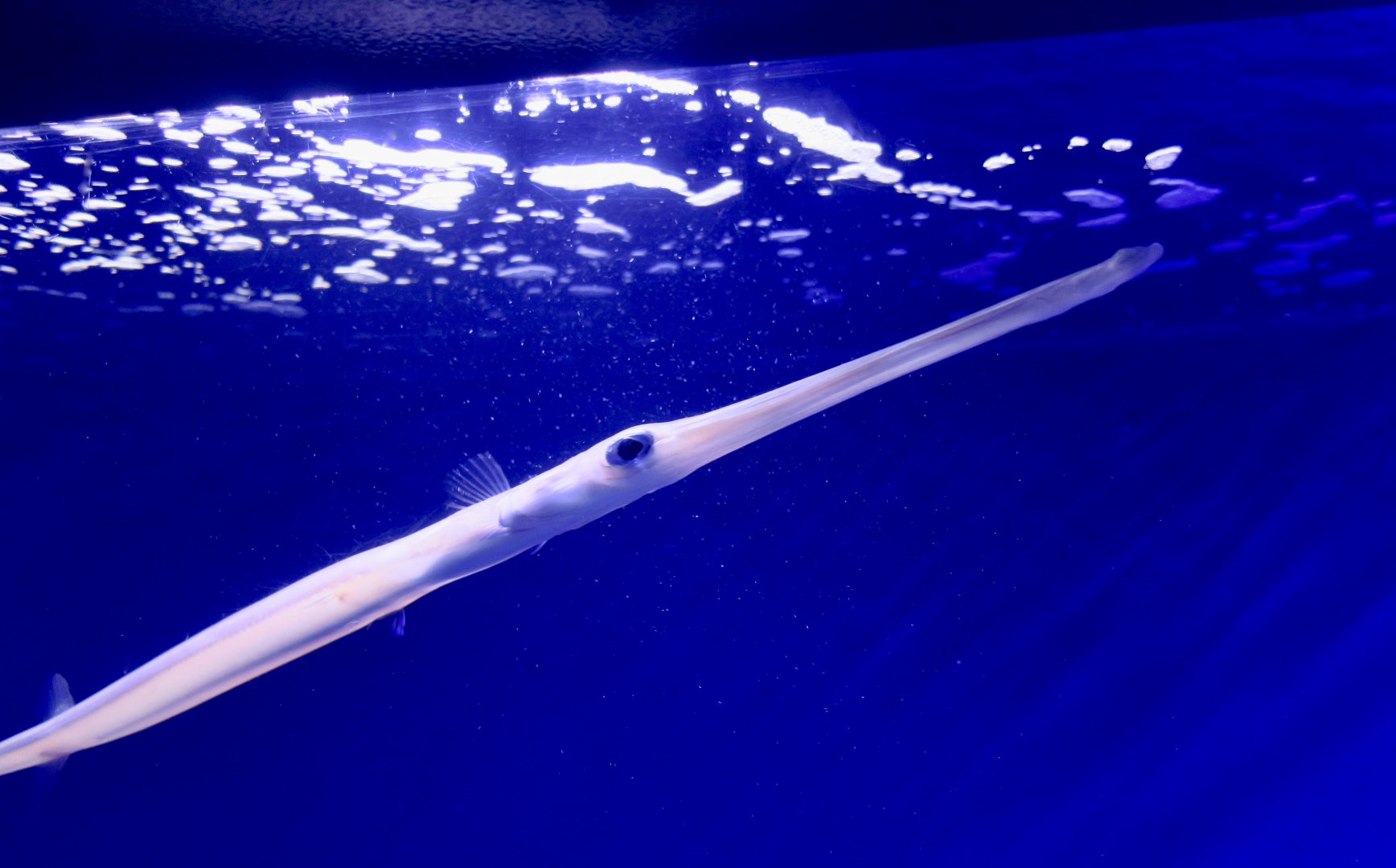 Bluespotted Cornetfish (Fistularia commersonii)