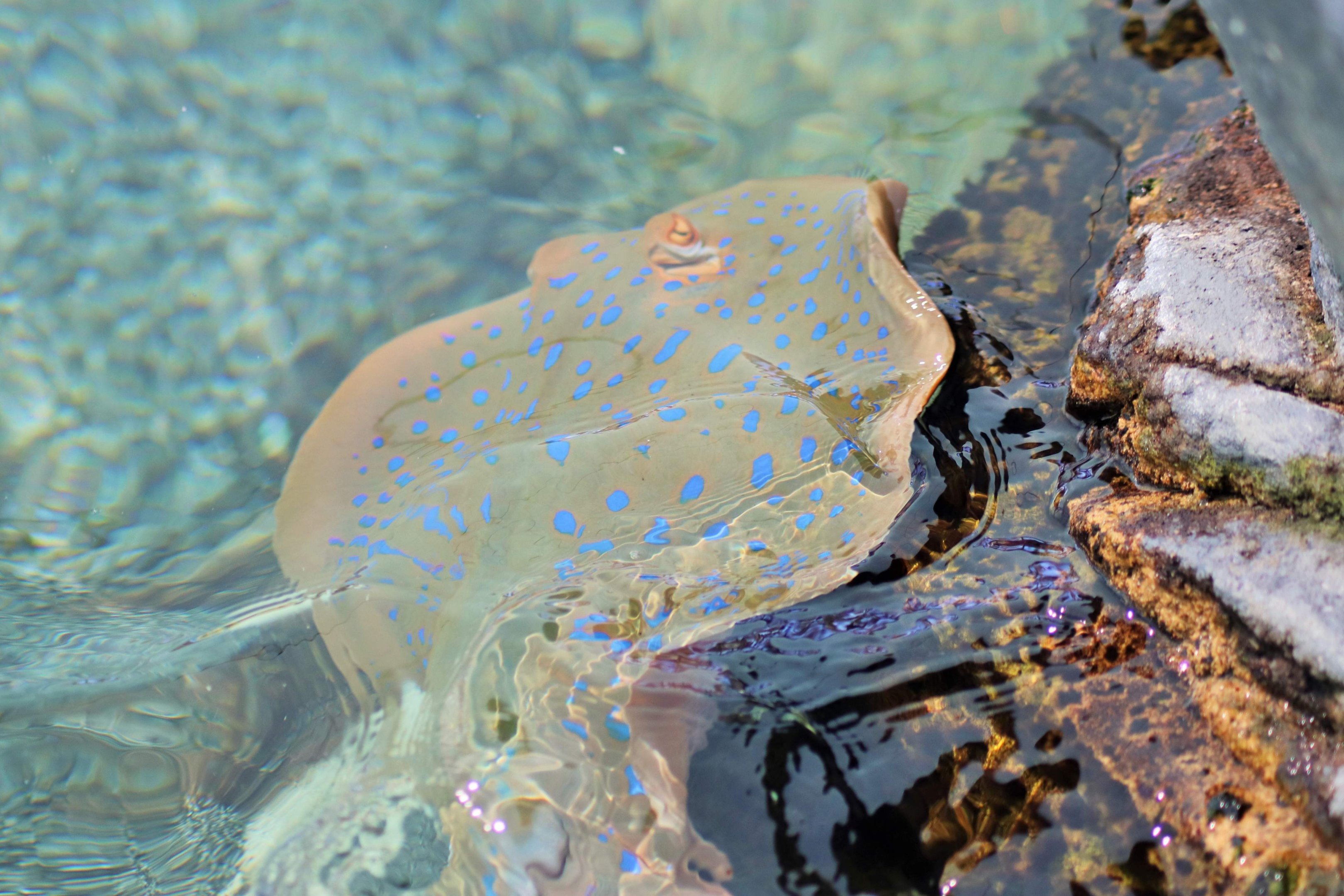 Bluespotted Fantail Ray (Taeniura lymma)