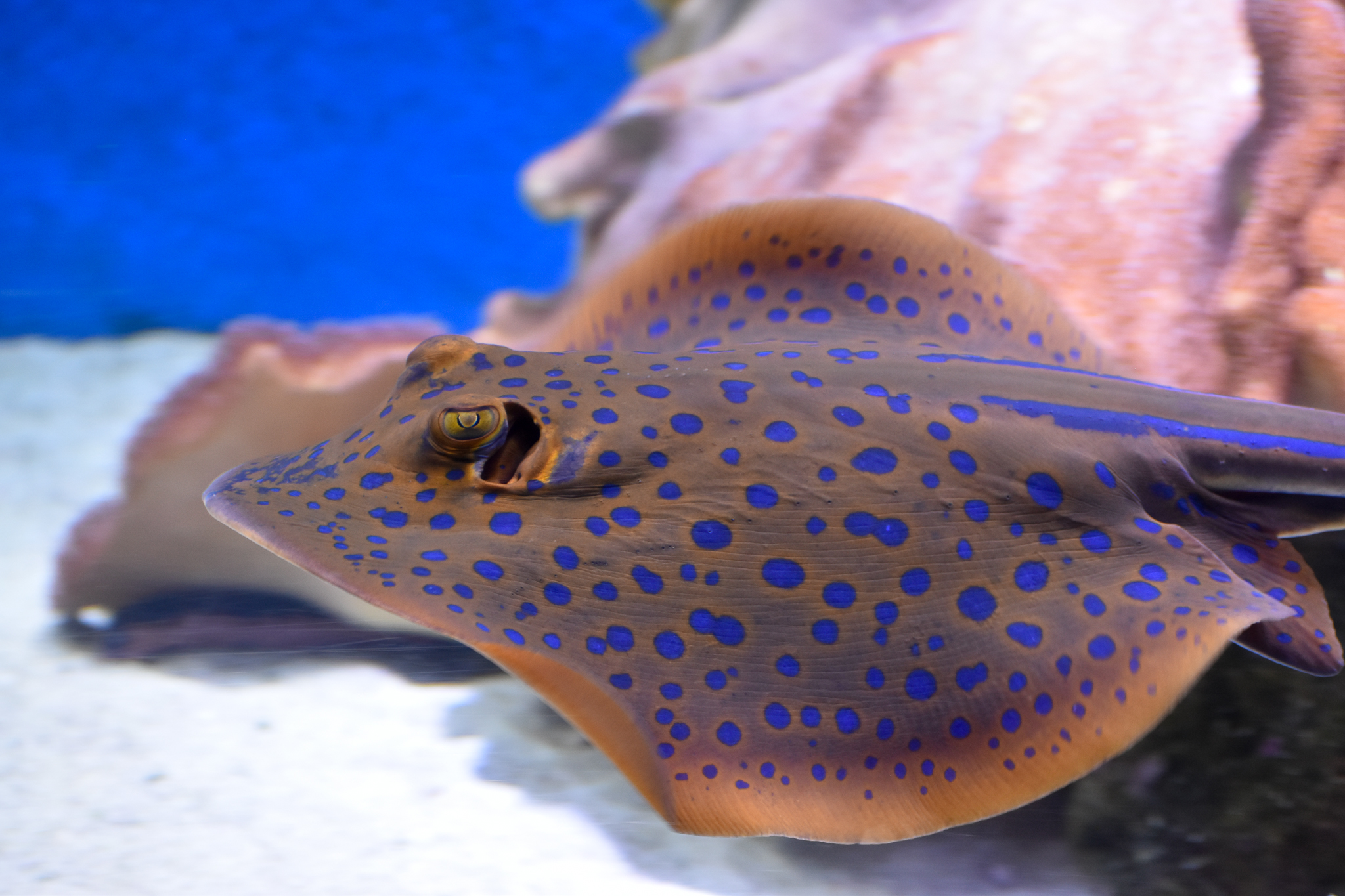 Bluespotted Fantail Ray