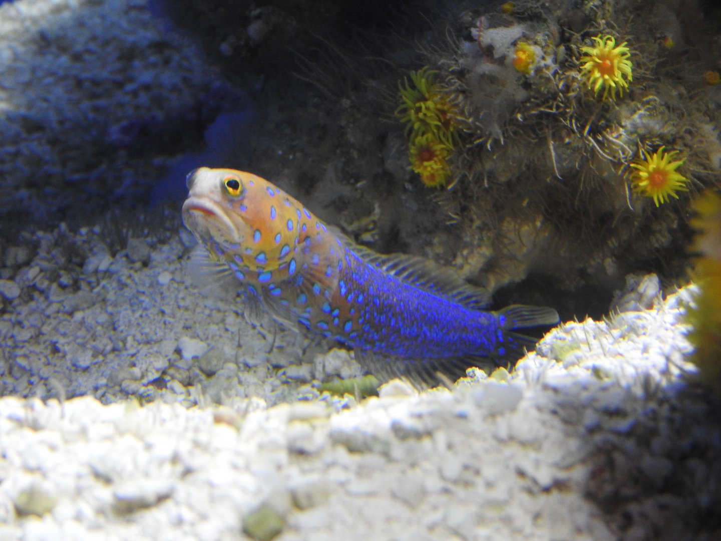 Bluespotted Jawfish