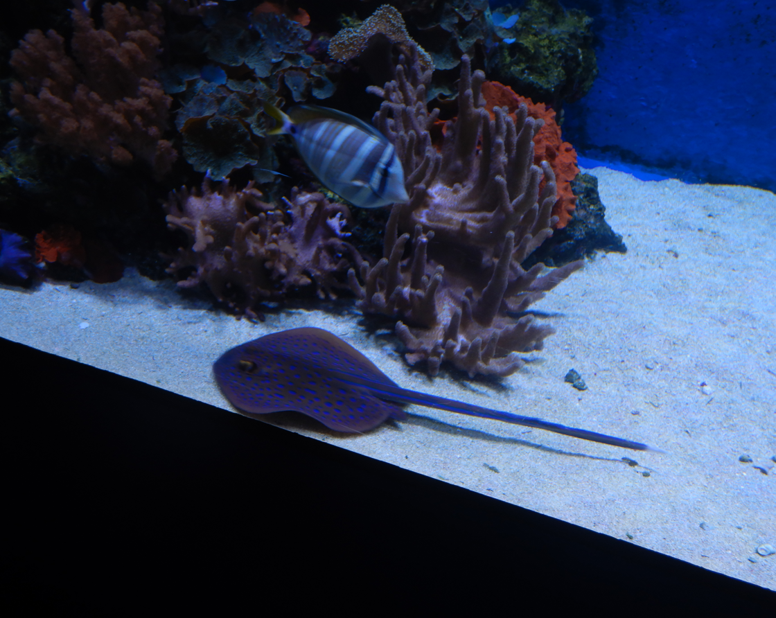 Bluespotted Lagoon Ray juvenile