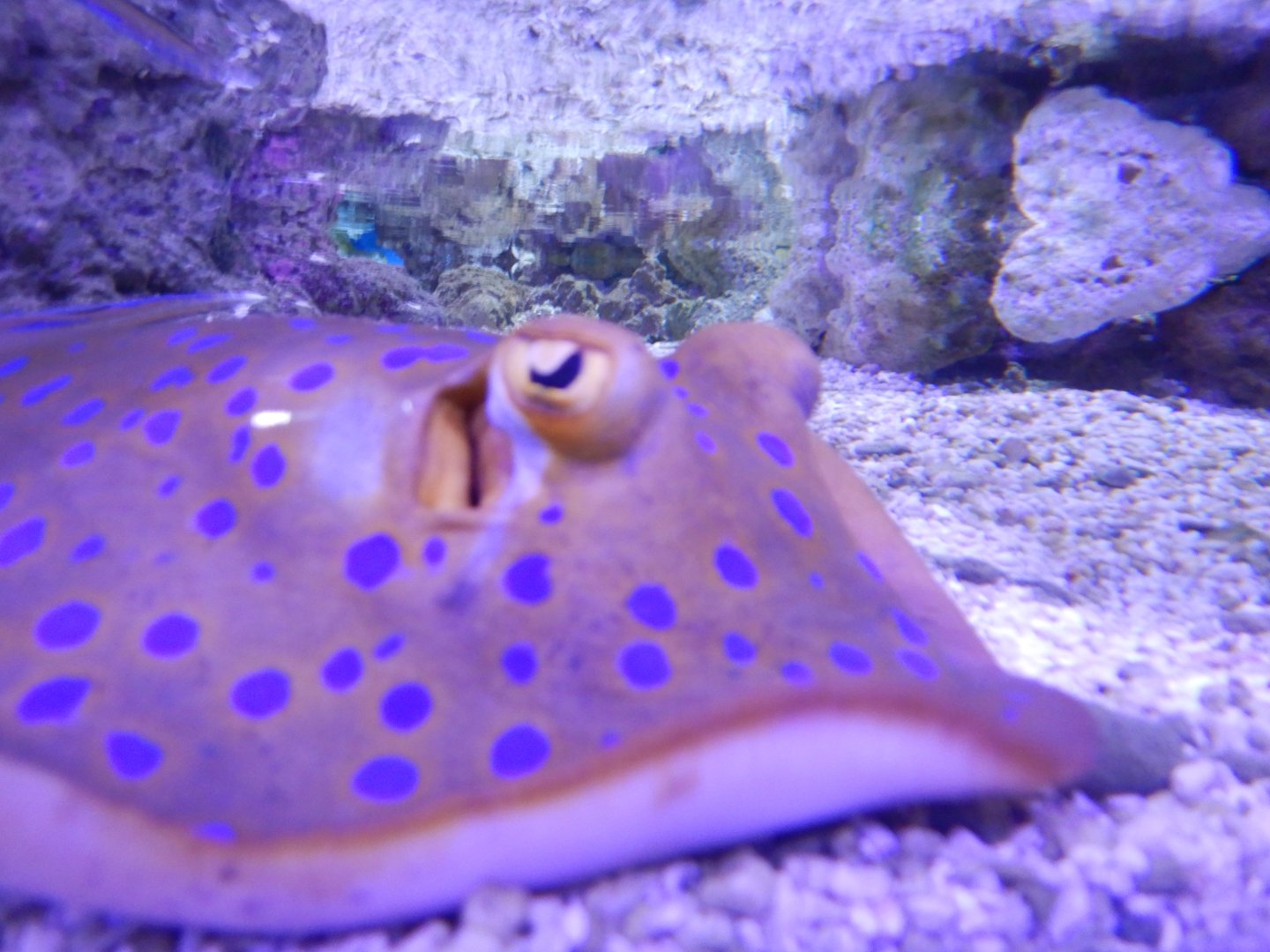 Bluespotted Lagoon Ray