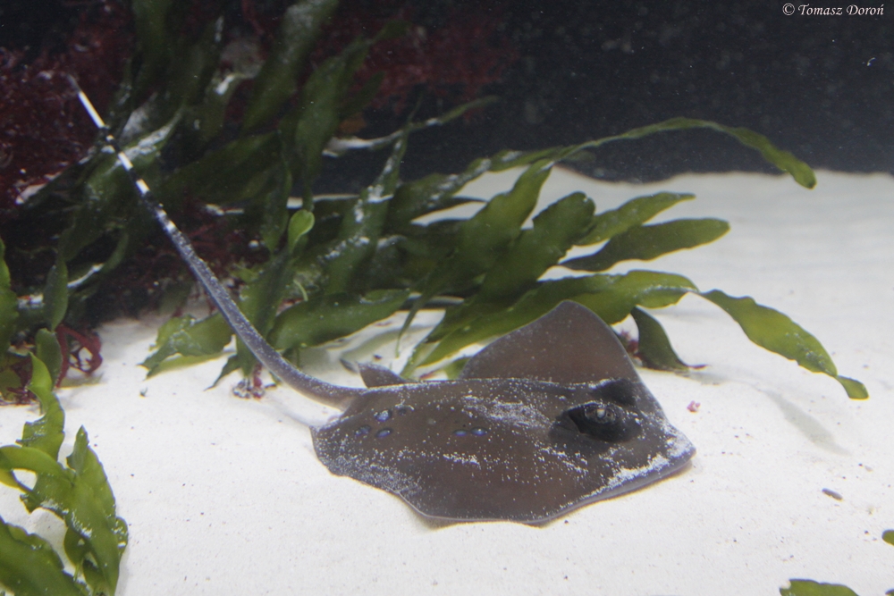 Bluespotted Maskray (Neotrygon kuhlii)