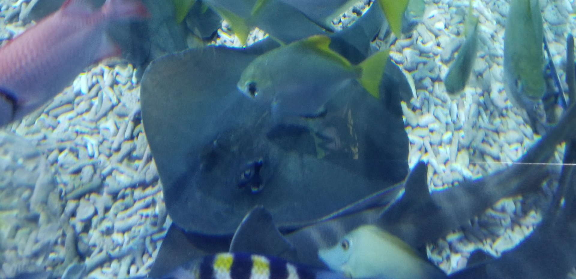 Bluespotted Maskray