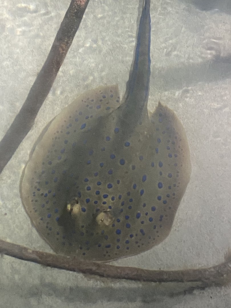 Bluespotted ribbontail ray 160220