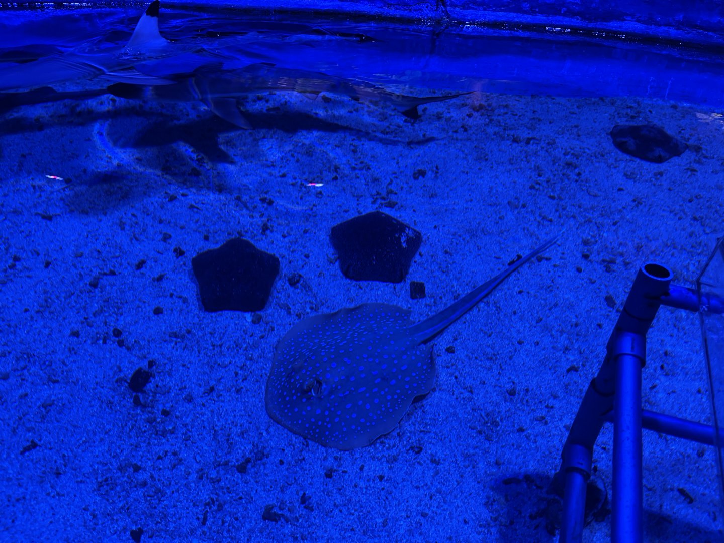bluespotted ribbontail ray (taeniura lymma) - BX Sea