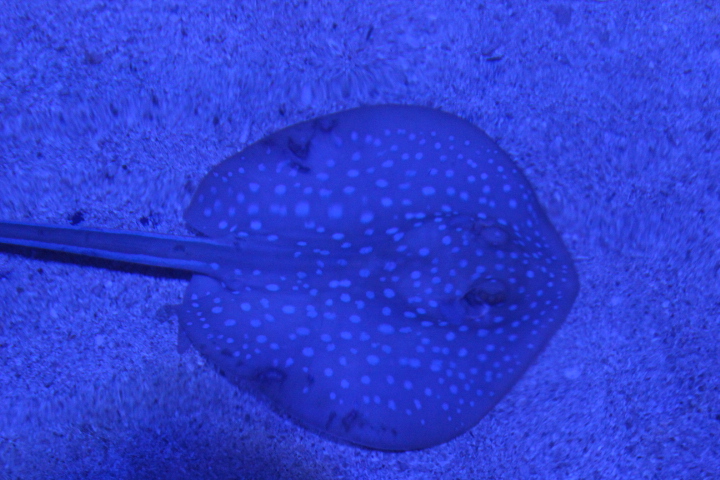 Bluespotted ribbontail ray (Taeniura lymma) - BXSea