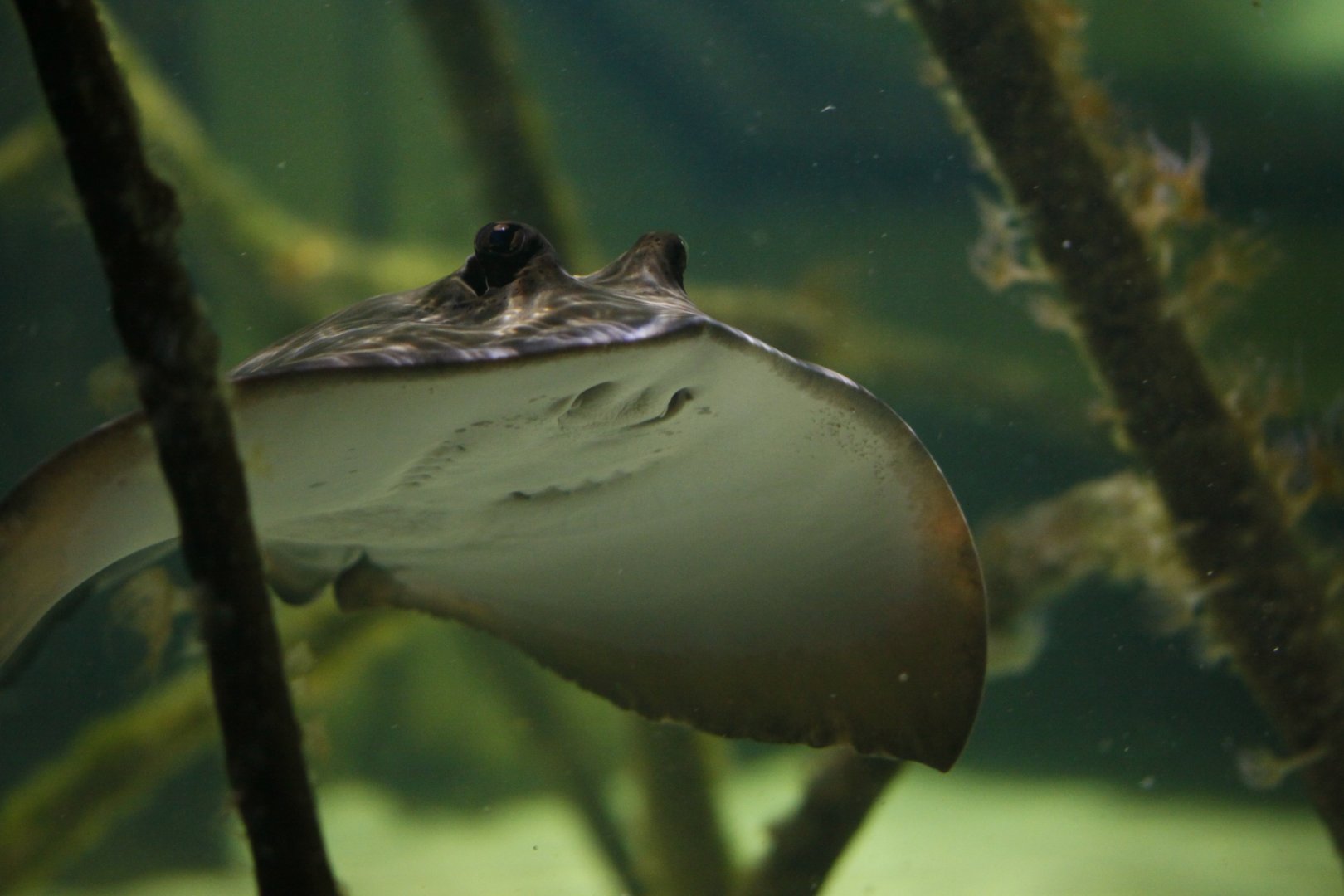Bluespotted ribbontail ray (Taeniura lymma)