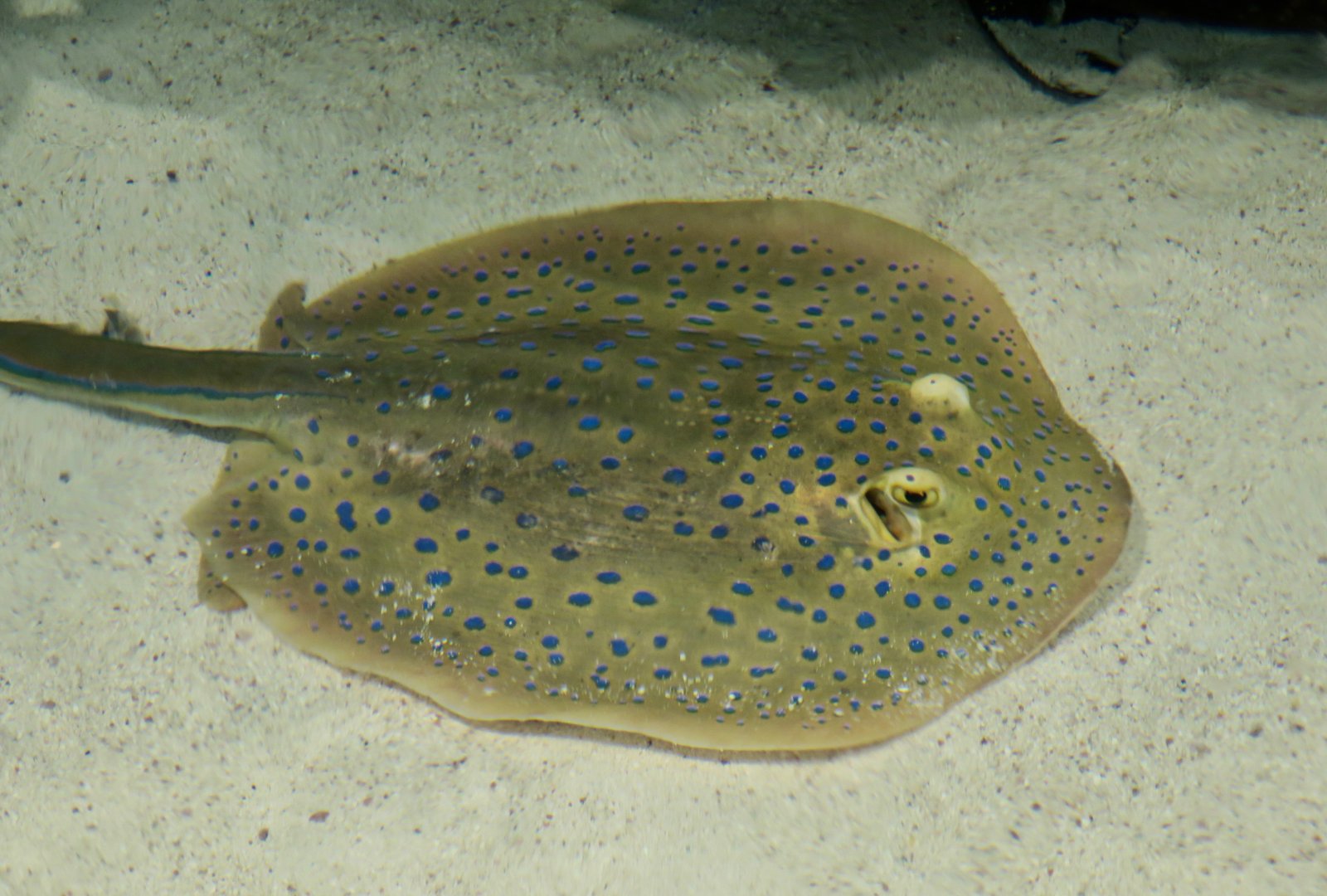 Bluespotted Ribbontail Ray (Taeniura lymma)