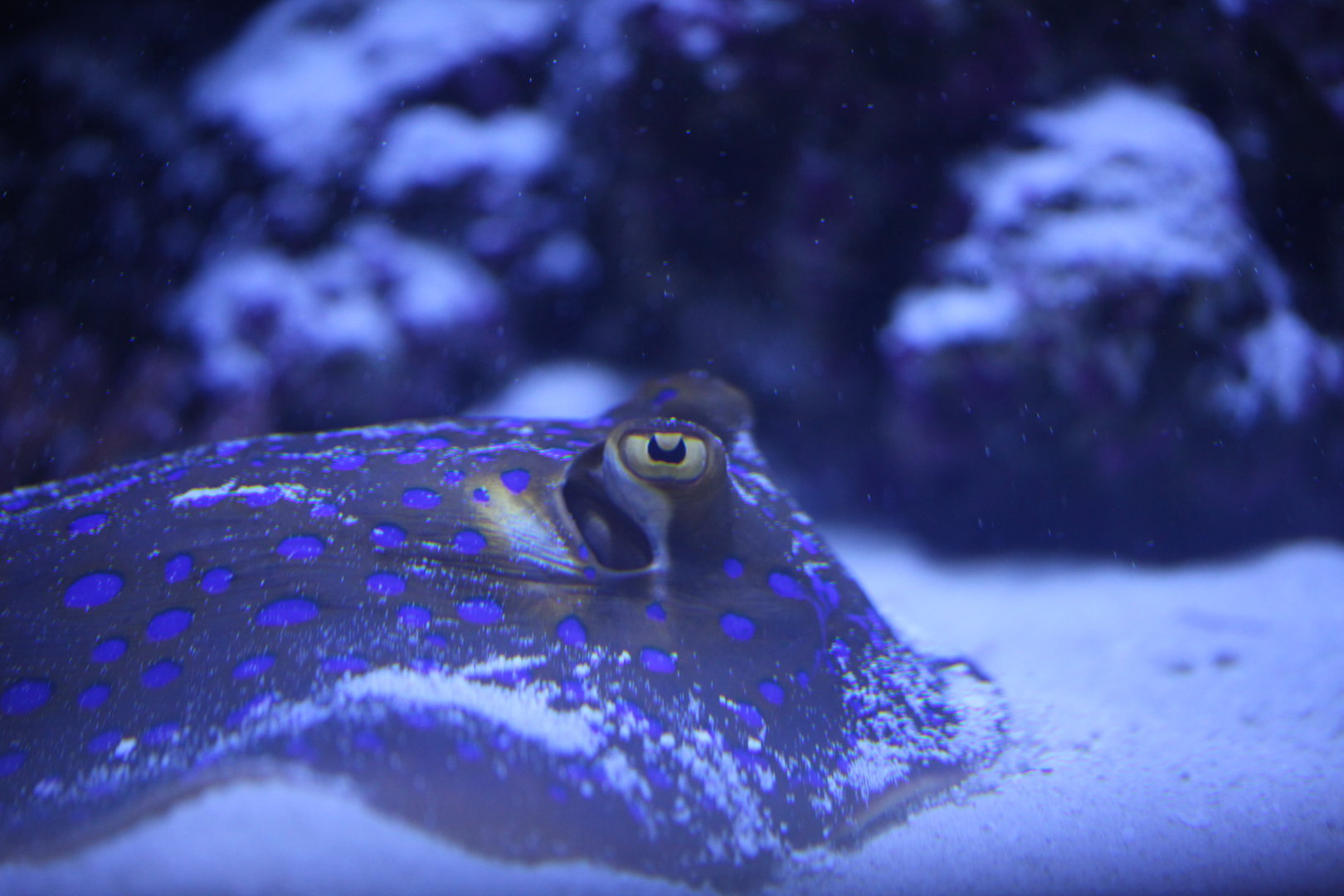 Bluespotted ribbontail ray (Taeniura lymma)