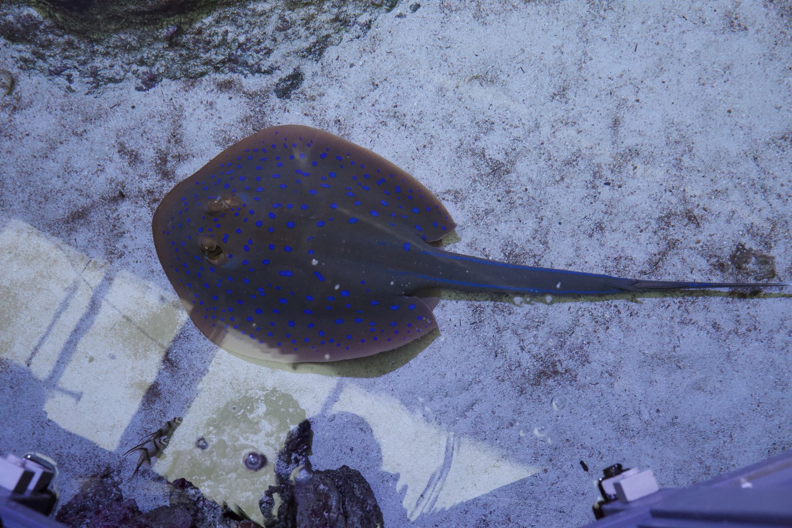 Bluespotted ribbontail Ray/ Taeniura lymma