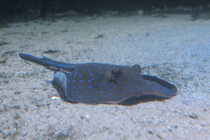 Bluespotted ribbontail ray (Taeniura lymma)