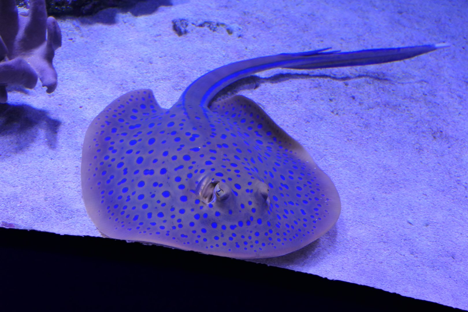 Bluespotted Ribbontail Ray (Taeniura lymma)