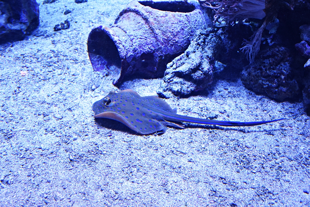 Bluespotted ribbontail ray