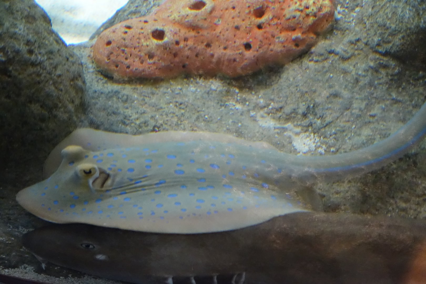 Bluespotted Ribbontail Ray