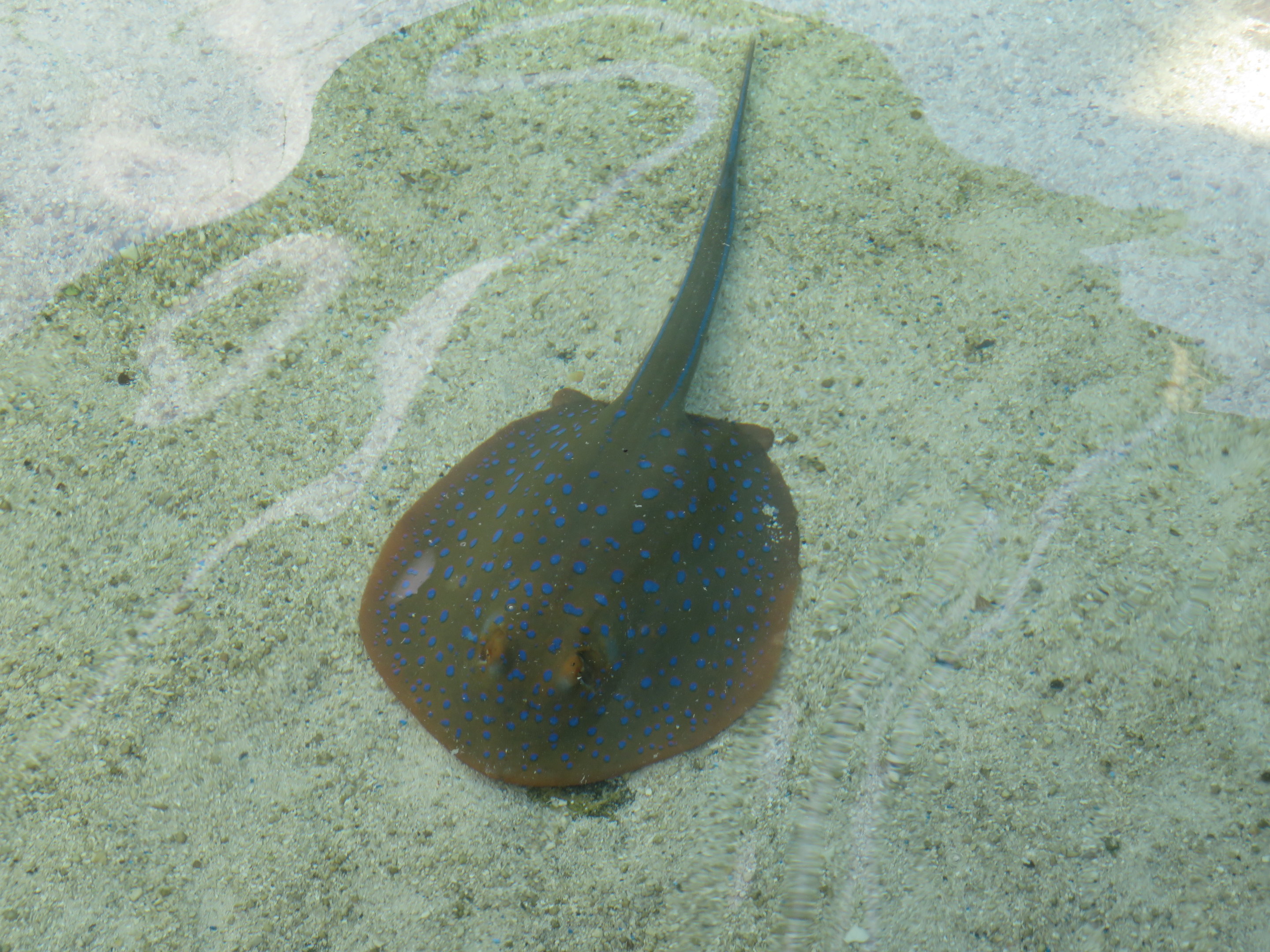 Bluespotted Ribbontail Ray