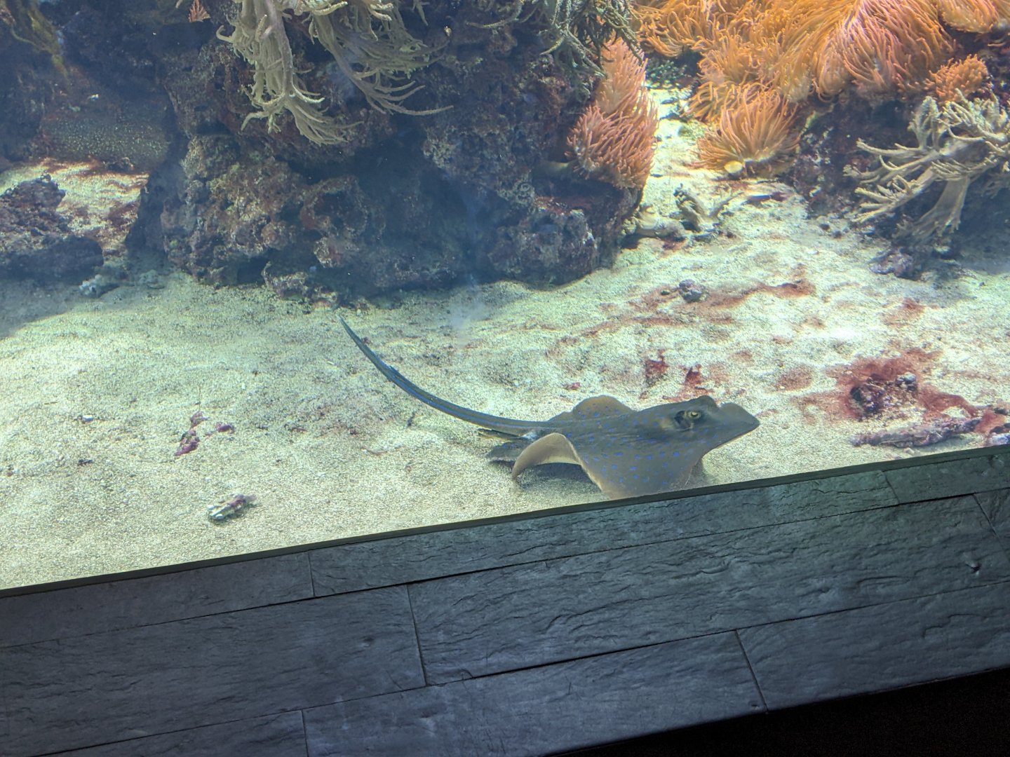 Bluespotted Ribbontail Ray