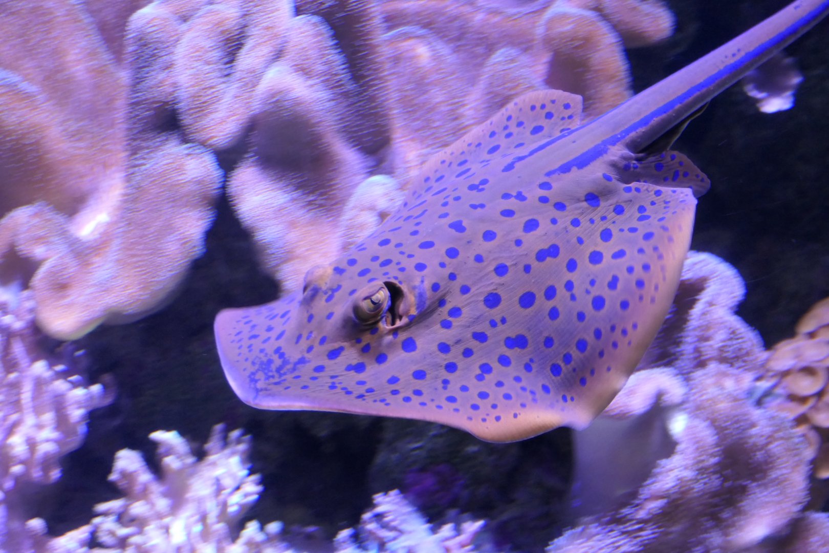 Bluespotted Ribbontail Ray