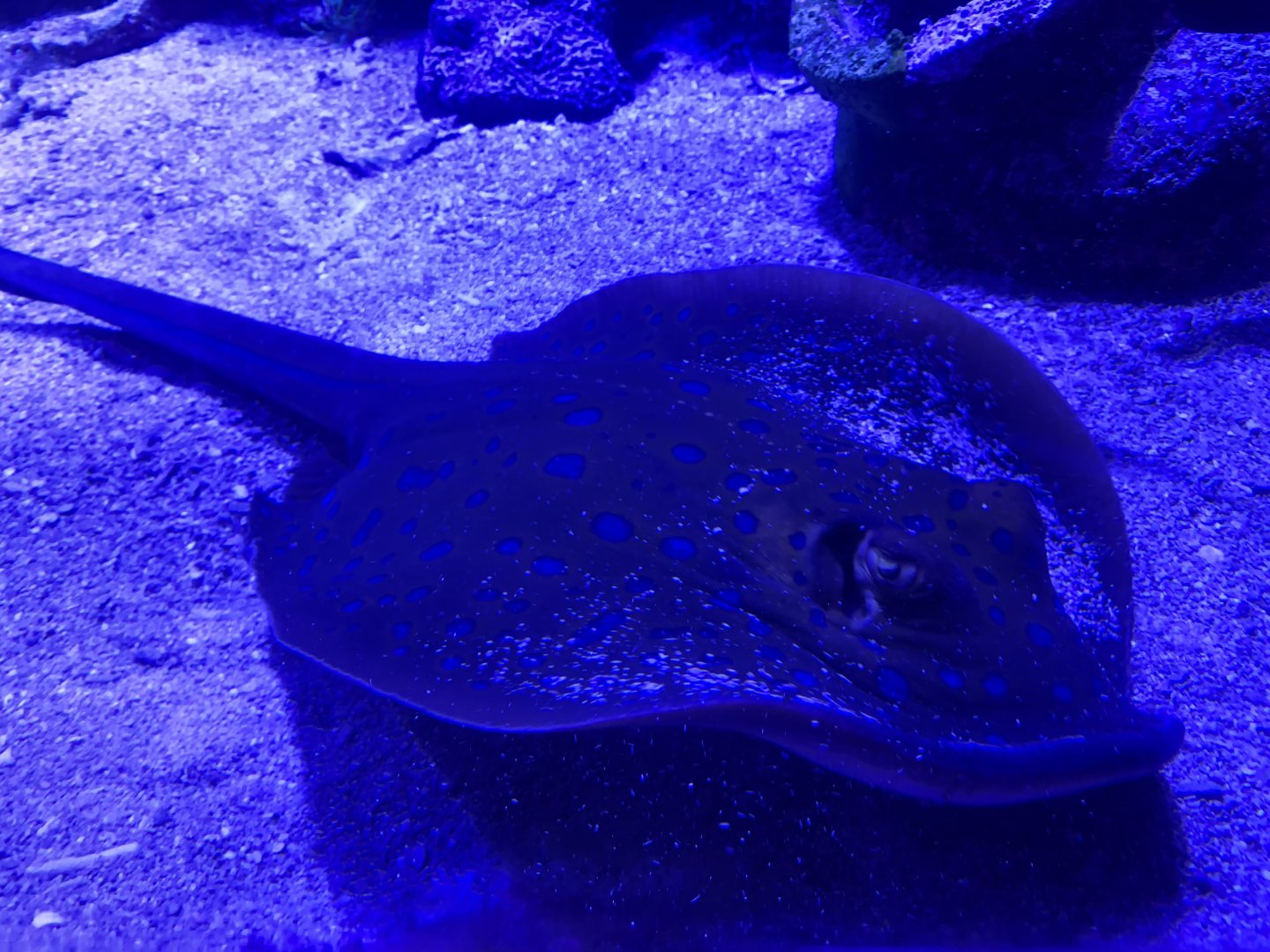 Bluespotted ribbontail ray