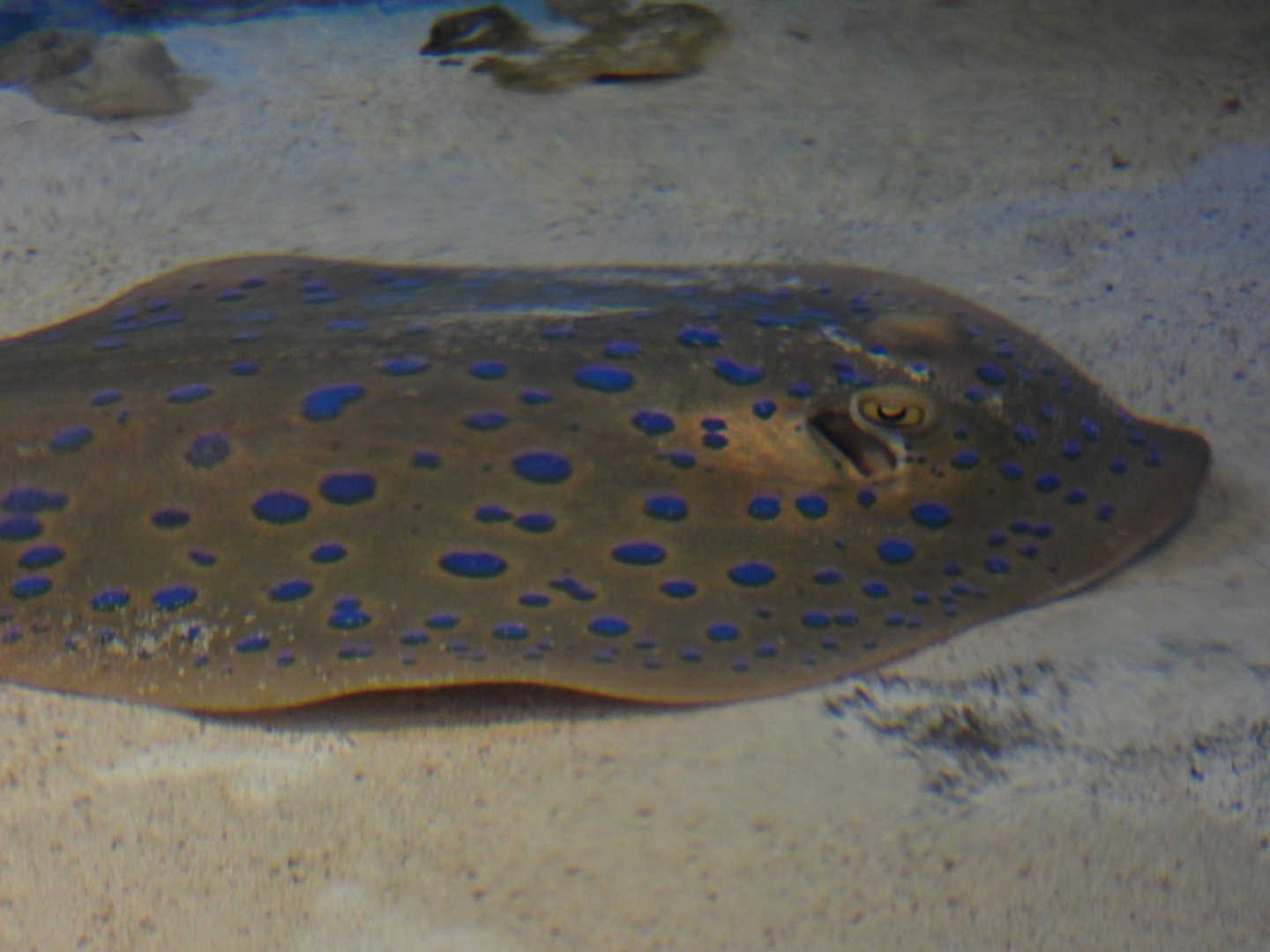 Bluespotted ribbontail ray