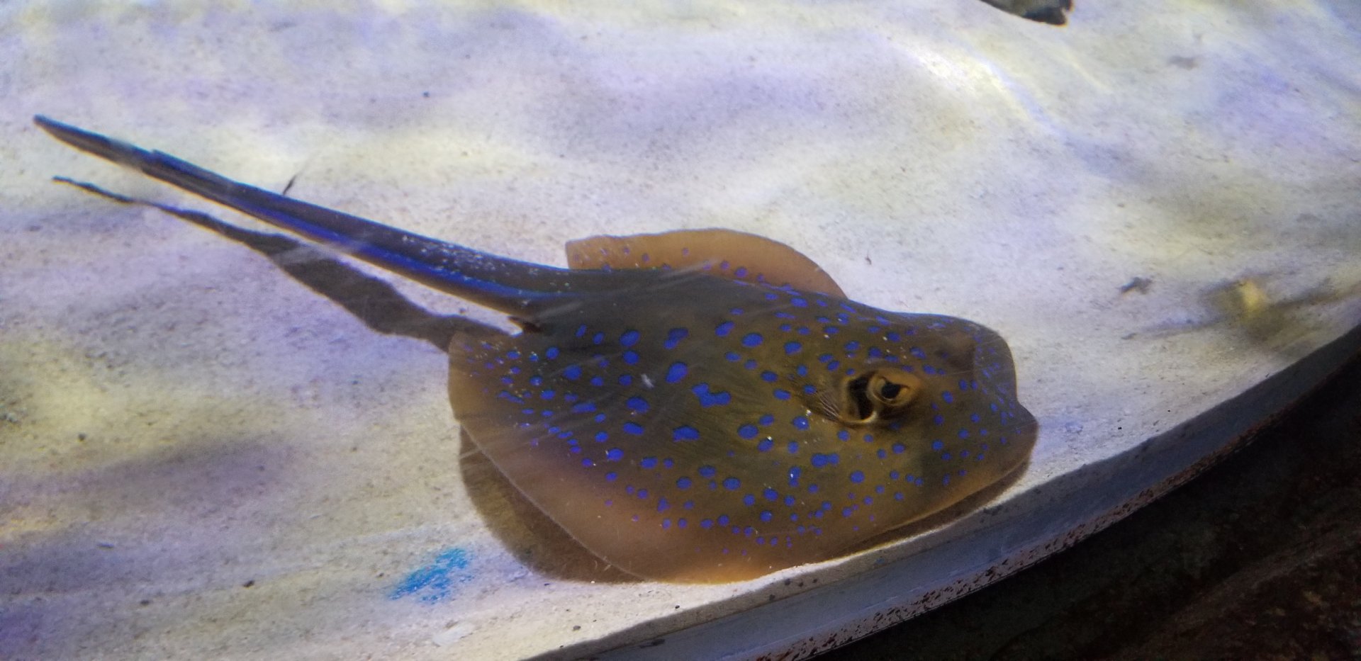 Bluespotted Ribbontail Ray