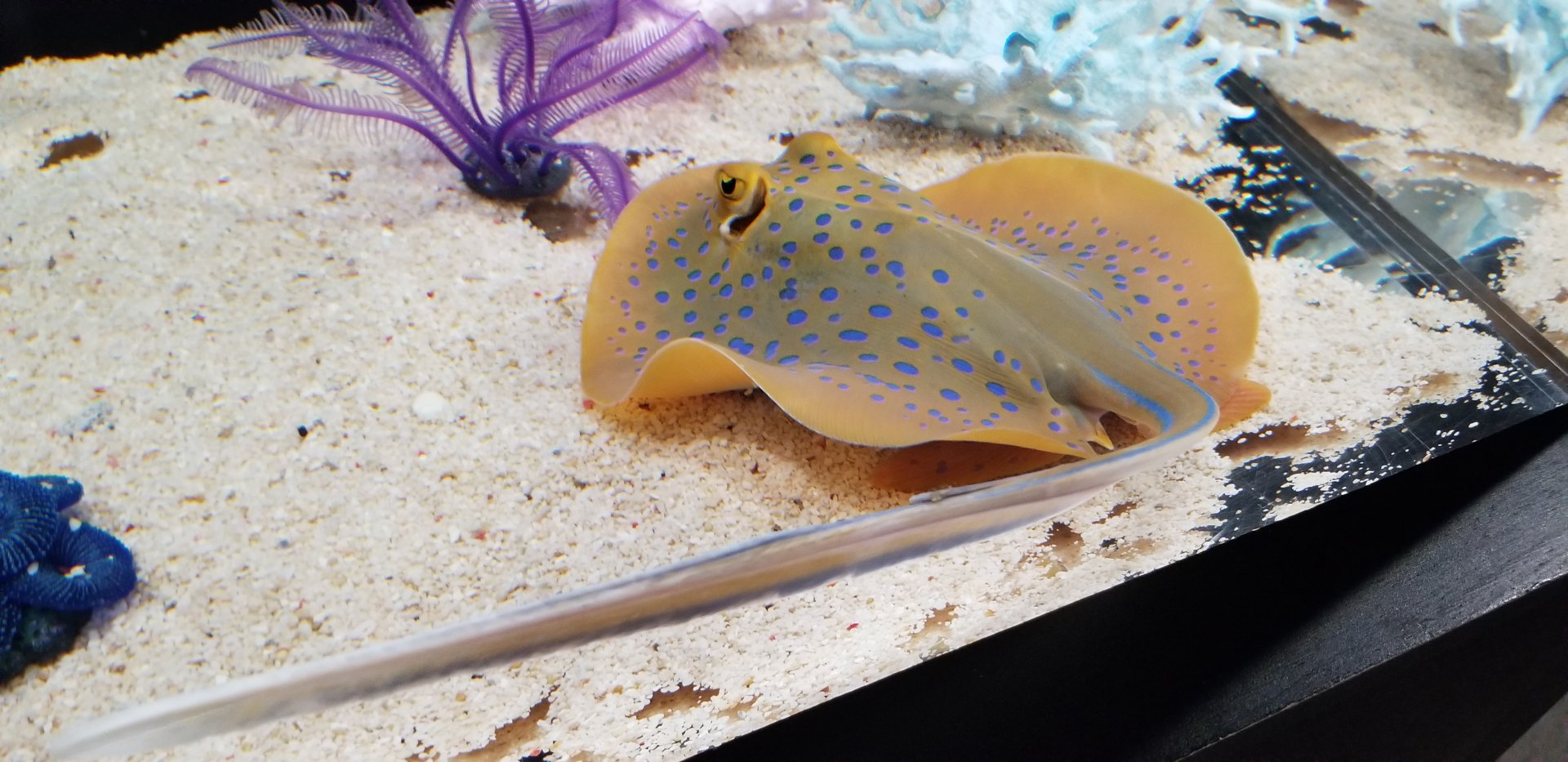Bluespotted Ribbontail Ray