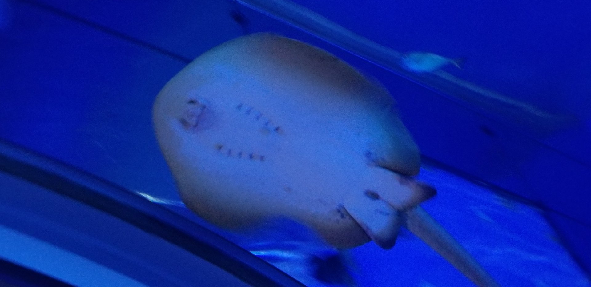 Bluespotted Ribbontail Ray