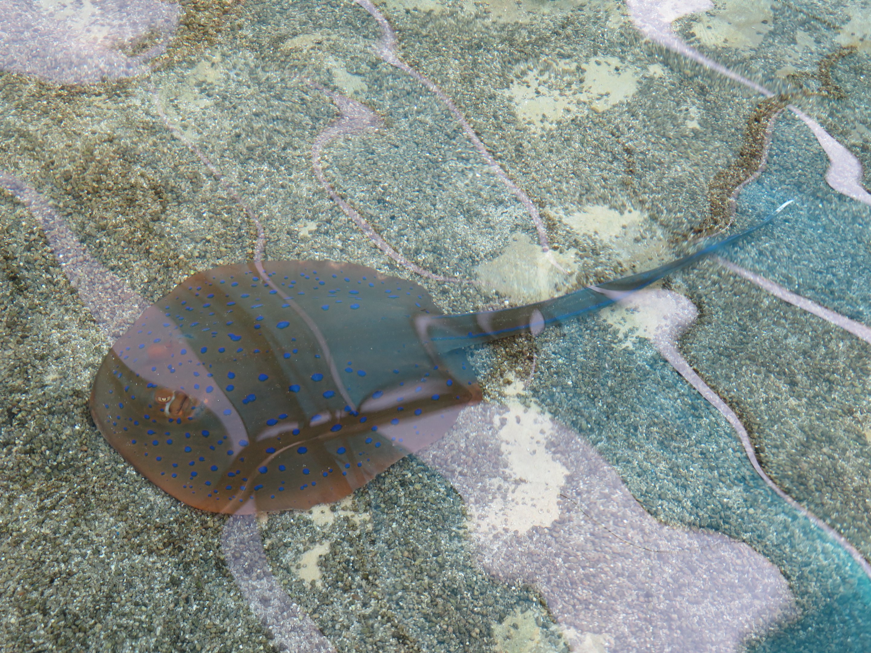 Bluespotted Ribbontail Ray
