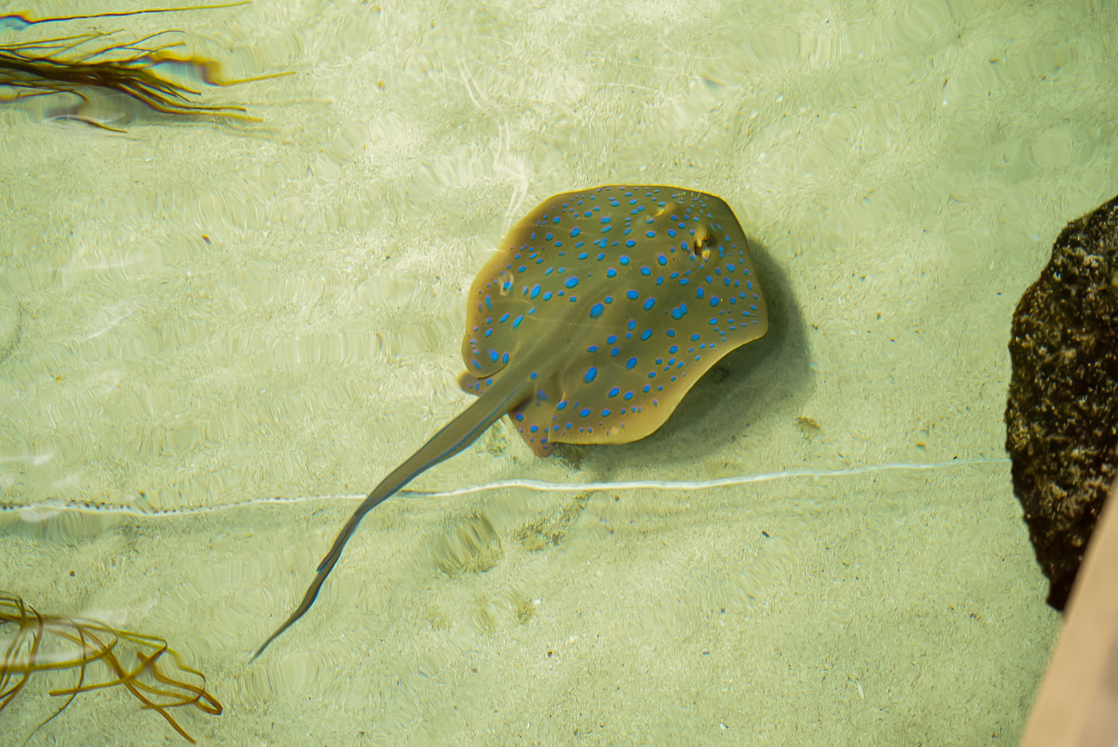 Bluespotted Ribbontail Ray