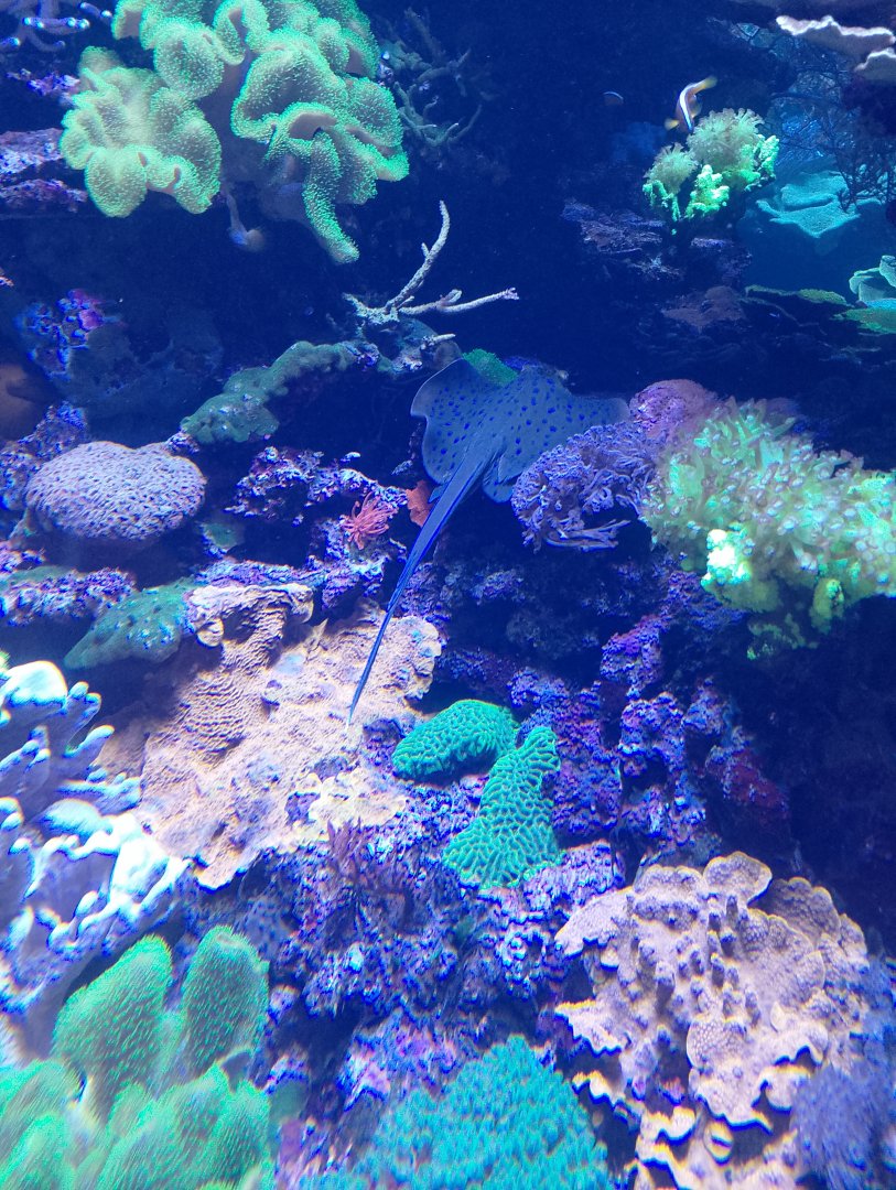 Bluespotted ribbontail ray