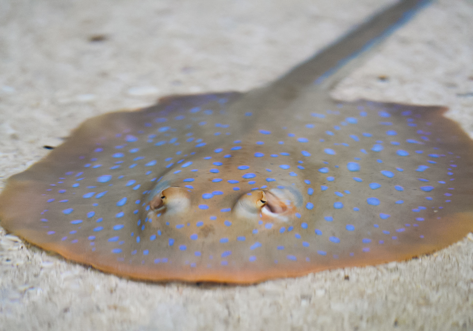 Bluespotted Ribbontail Stingray