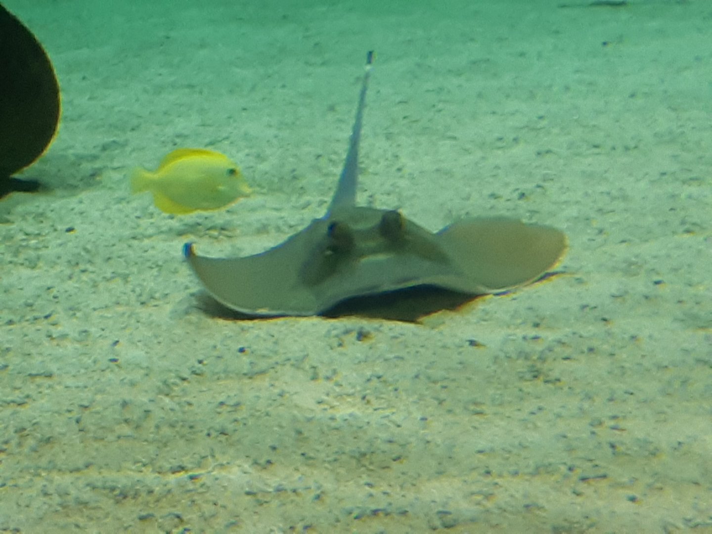 Bluespotted Stingray