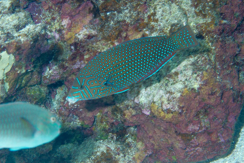 Bluespotted Wrasse female (Anampses caeruleopunctatus)