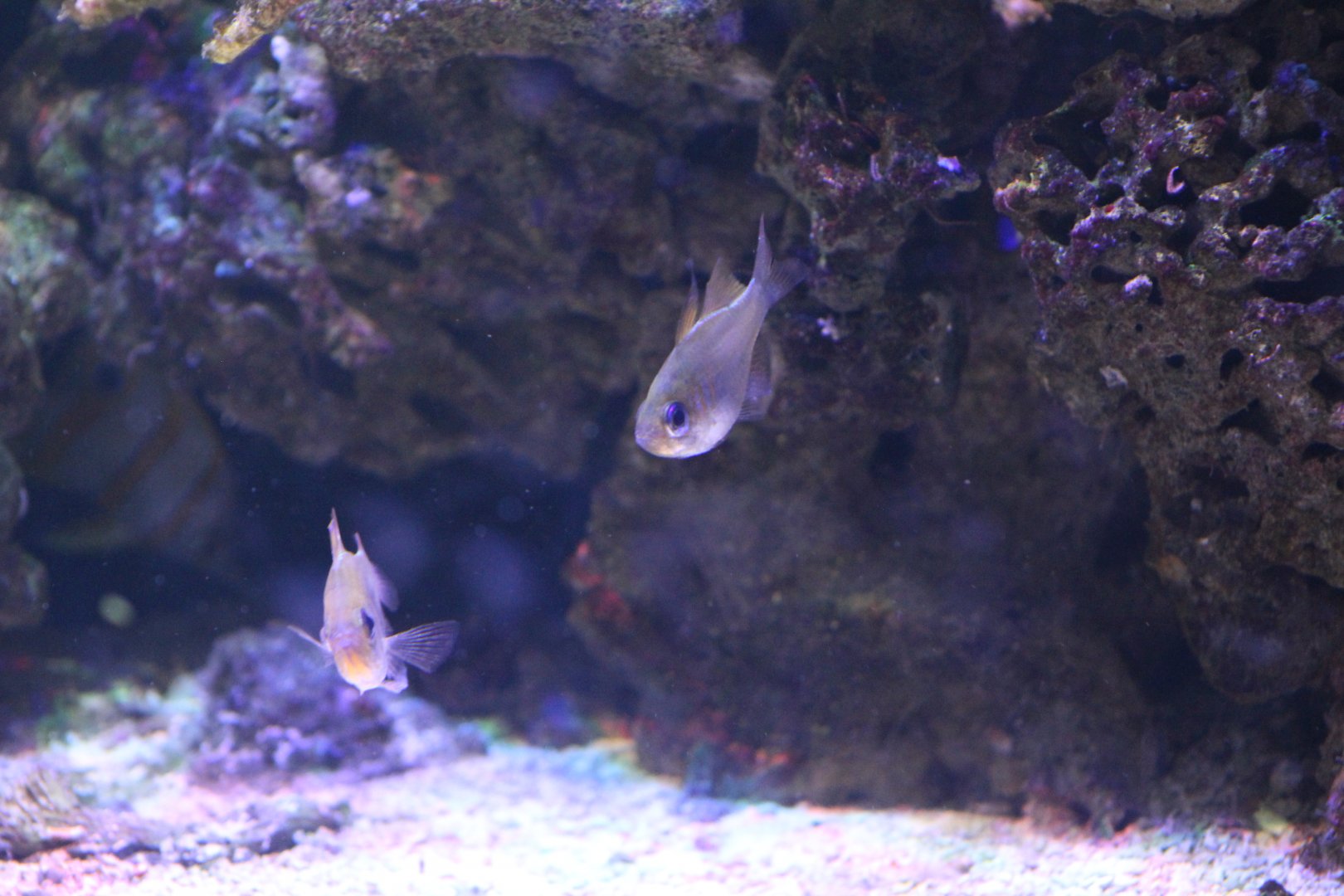 Bluestreak Cardinalfish
