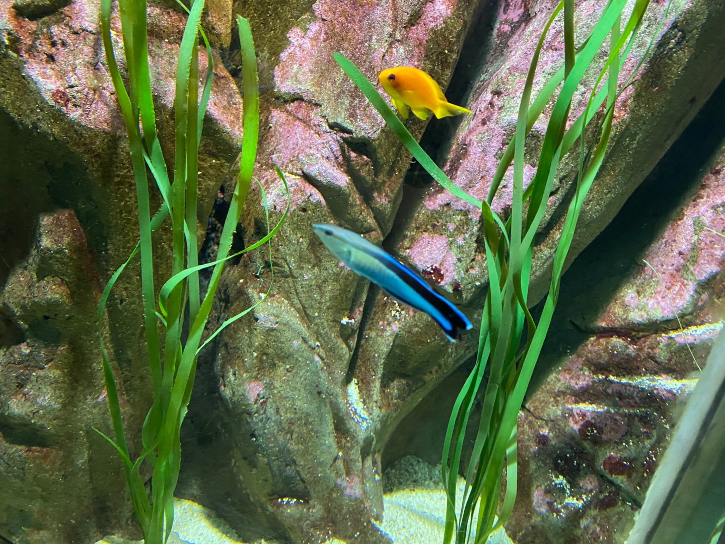 Bluestreak cleaner wrasse 240122