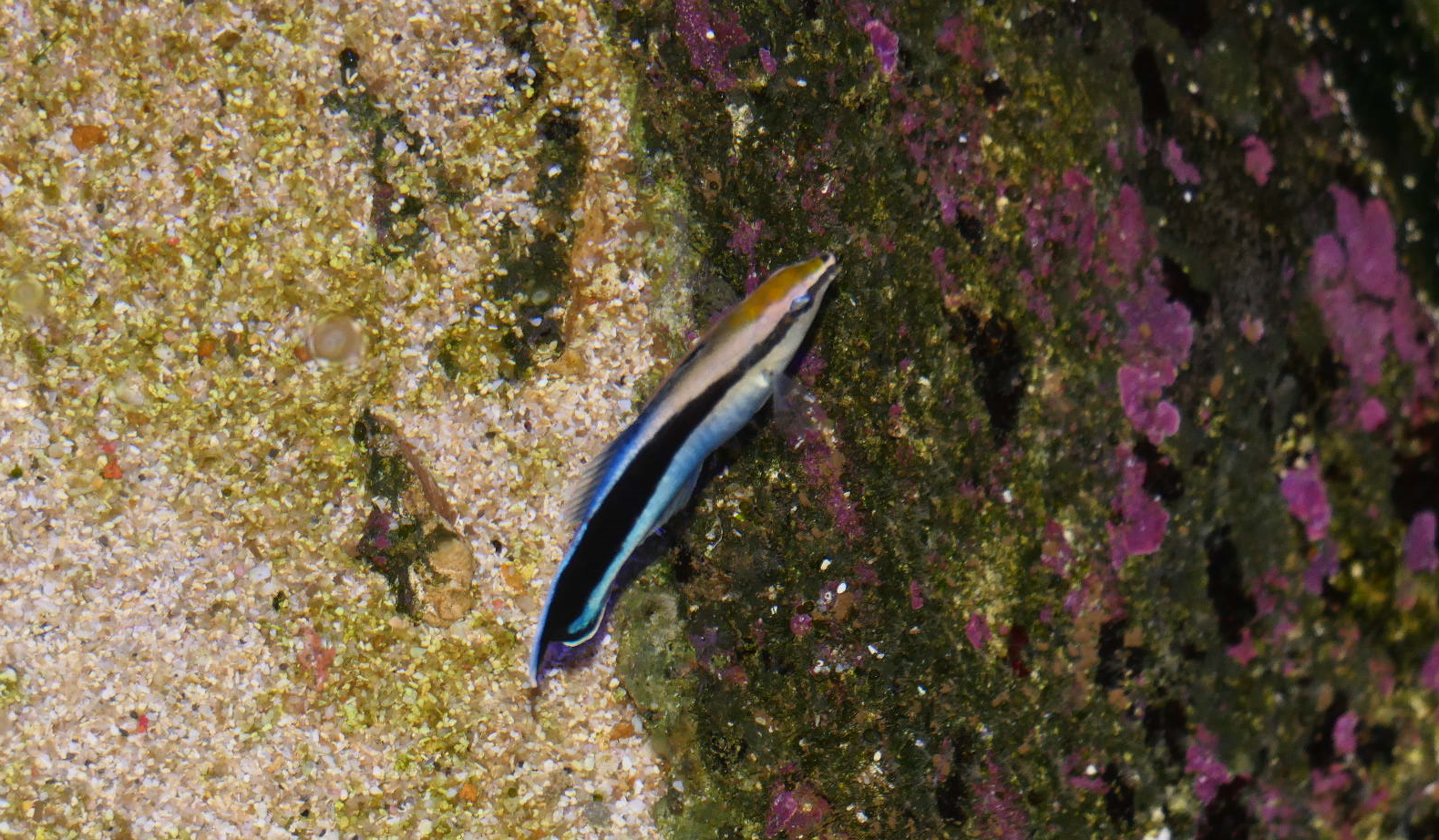 Bluestreak Cleaner Wrasse (Labroides dimidiata)